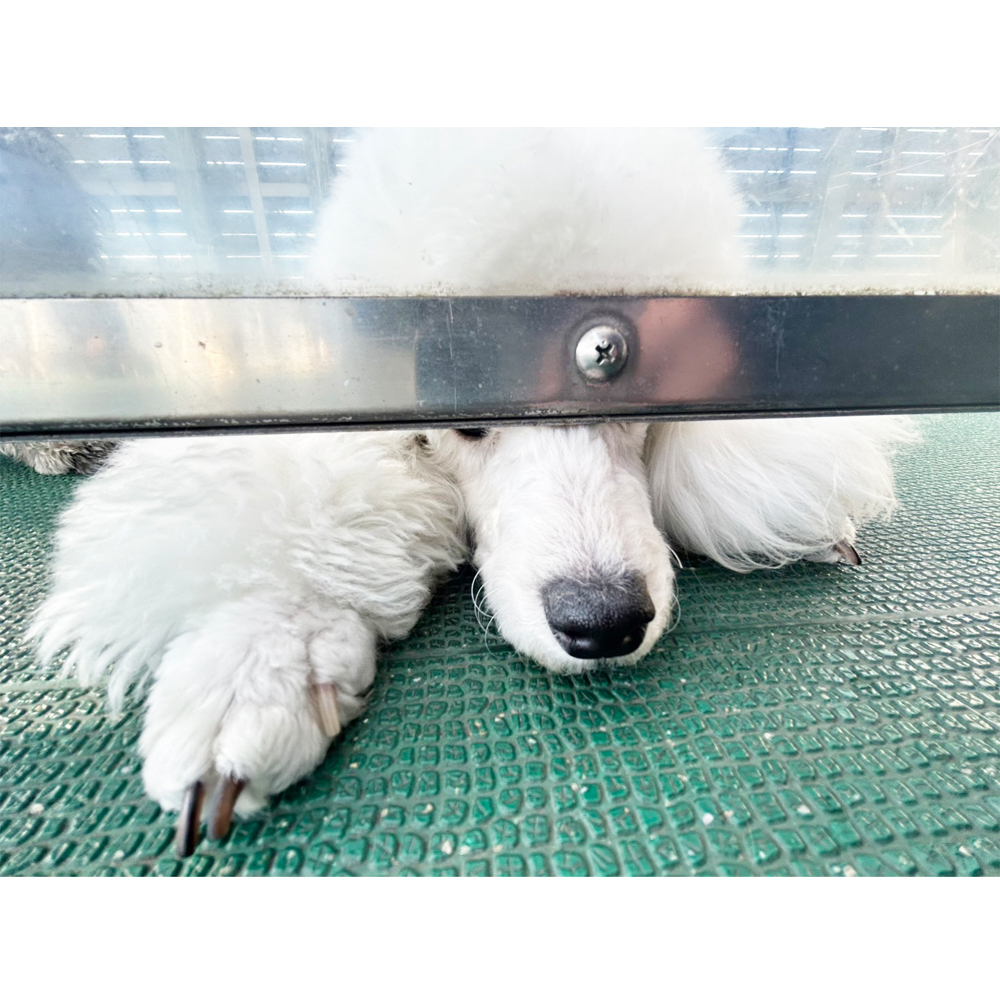 生徒が撮影したモデル犬写真①